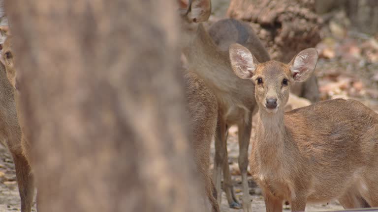 Large herd of deer gathered together to eat food, baby deer stares at the camera suspiciously.