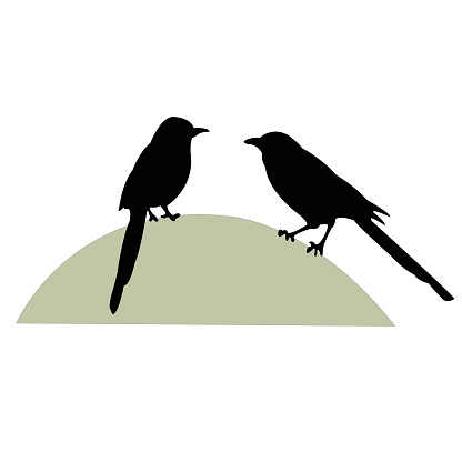 two magpies, black color silhouette vector