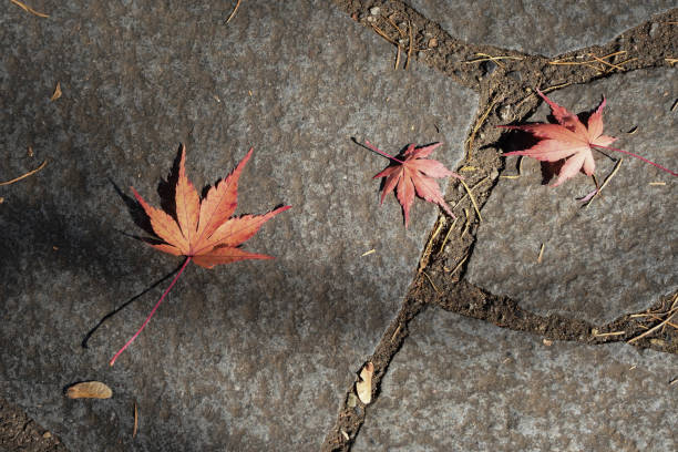 3 maple dry leaves fall on the floor.