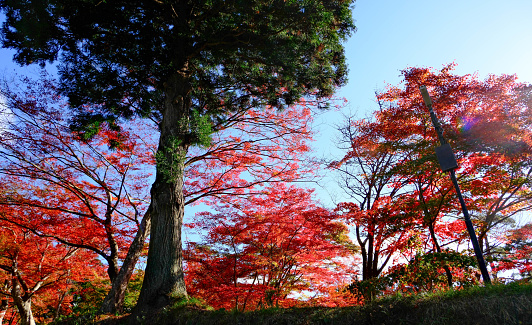 Beautiful autumn vibe landscape in Japan.