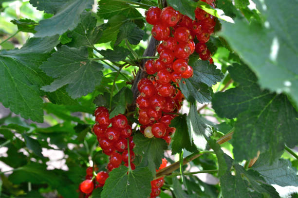 istock red currant berries hanging on the bush close up 2081431740