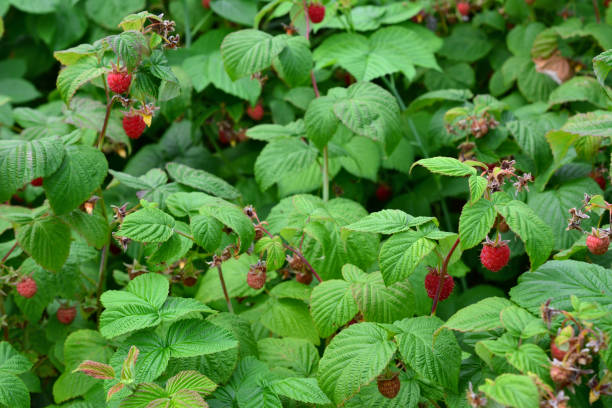 Free Stock Photo of Wild Raspberry Bush | Download Free Images and Free ...