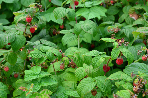 raspberry bush with red berries isolated wallpaper