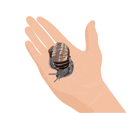 Large grape snail in the palm of your hand. Realism. Vector stock illustration.