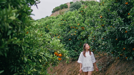 Green hills orange plantation. Positive young woman walking garden alley examining ripe fruits. Happy lady picking citrus putting at wicker bag. Relaxed girl stepping lush greenery path feeling joy