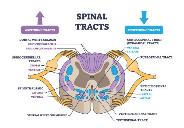 Vector illustration of Spinal tracts with medical ascending and descending parts outline diagram