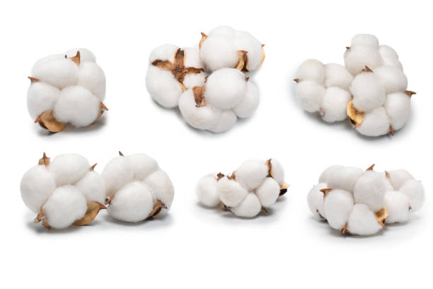 istock Cotton flower branch isolated on white background. 2081450668
