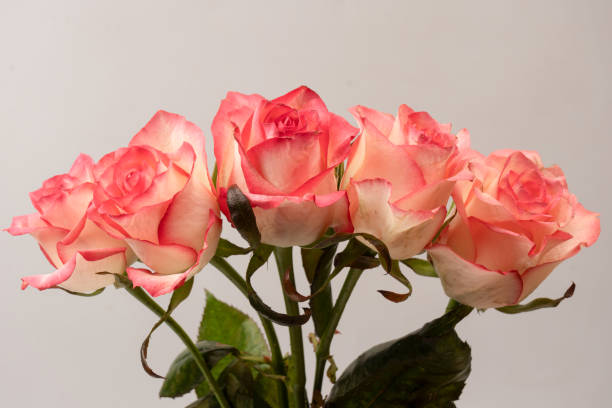 istock Pink and white  beautiful rose isolated on a white background. 2081451224