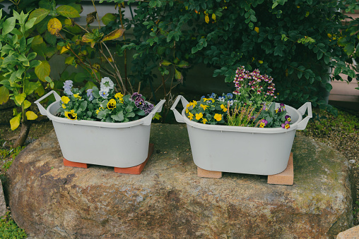Picture of beautiful, colorful flower pots