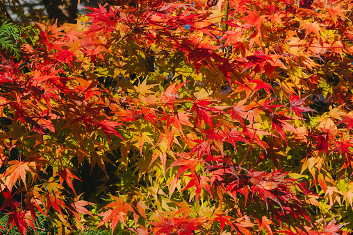 Red maple leaves during autumn in Japan