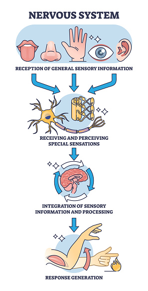 Four mani functions of nervous system with sensory reception outline diagram. Labeled educational scheme with signal and response process stages vector illustration. Sensations neural processing.