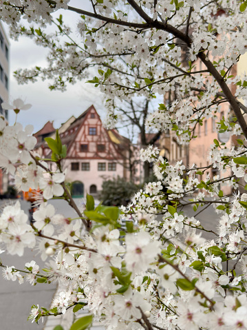 spring, blossom tree with beautiful white cherry flowers selective focused over blurred typical houses or homes of Nuremberg in Germany, Europe. travel destinations in Spring in Nuremberg, Germany