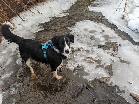 A Border Collie mutt playing in the creek in the forest during winter
