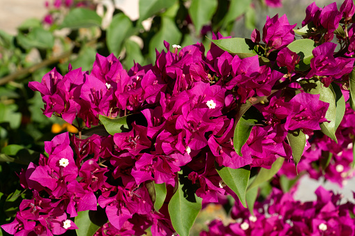 Blooming bougainvillea flowers background. Bright pink magenta bougainvillea, Lesser bougainvillea ,Bougainvillea glabra.