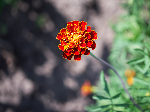 Red and yellow flowers on a background of green foliage. Helichrysum orientale. Beautiful bright flowers and background blur.