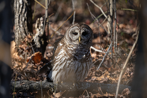 Barred owl sitting on a fallen trip, searching for food.