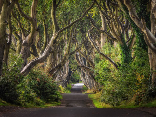istock The dark hedges Antrim Northern Ireland 2081491206