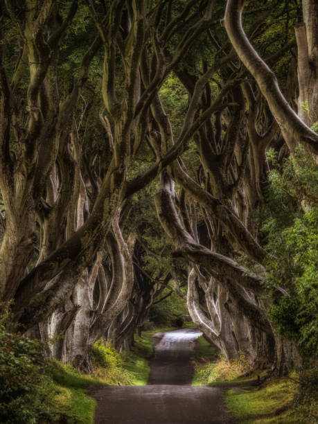 istock The dark hedges Antrim Northern Ireland 2081491207