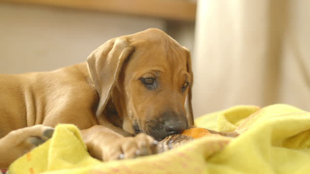 Cute 2 month old Rhodesian ridgeback puppy chewing on a dog treat
