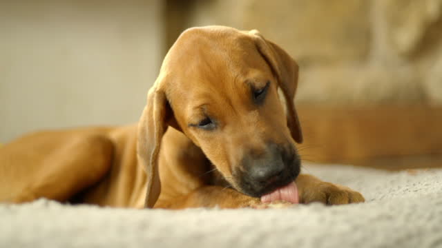 A 2 month old Rhodesian Ridgeback puppy chewing on a snack