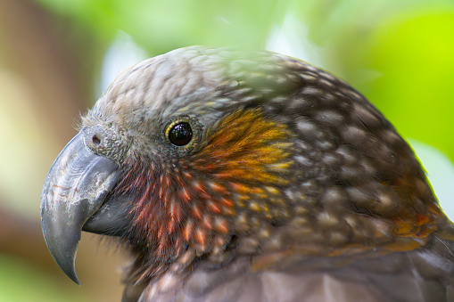 Close-up bird portrait kaka parrot