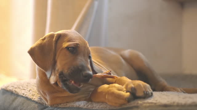 Cute 2 month old Rhodesian ridgeback puppy chewing on a dog treat