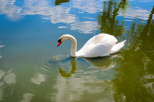 Graceful white Swan swimming in the lake , swans in the wild.