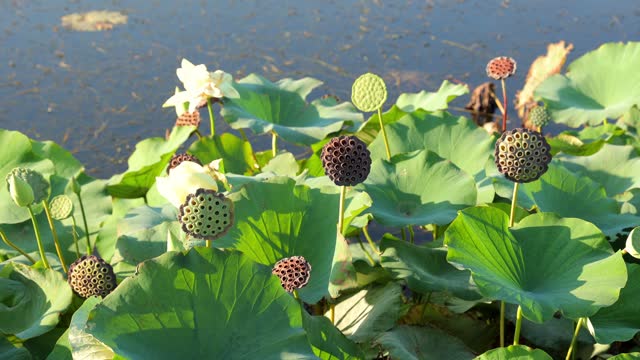 American Lotus, Lake water plant