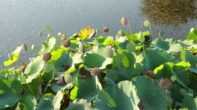 American Lotus, Lake water plant