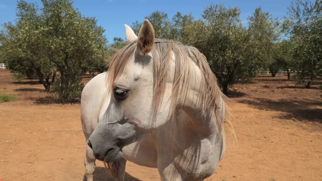 Arabian white horse