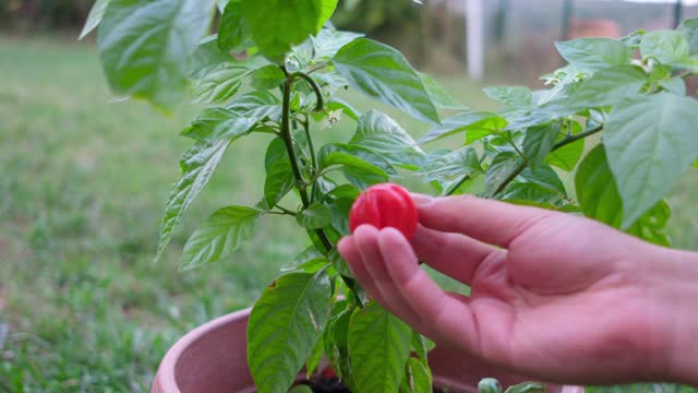 Picking Habanero spicy pepper plant