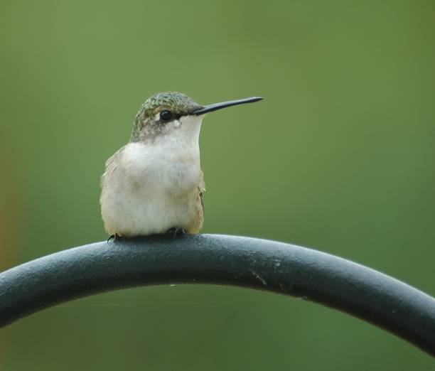 istock Cute Hummingbird on feeder holder 2081523066