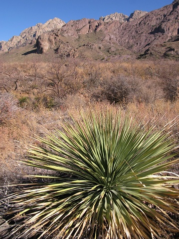 Desert plant in foreground, mountains in background