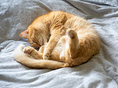 close-up of a red-haired domestic sleeping cat lying on a gray blanket with its hind leg raised. Funny pet. Top view, flat lay