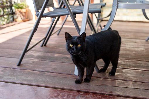 A black cat with yellow eyes stands on the terrace of an outdoor cafe and looks at the camera