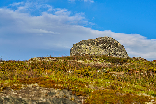 typical vegetation such as lichens and moss in the landscape of cold harsh tundra in Dovrefjell Sunndalsfjella national park.