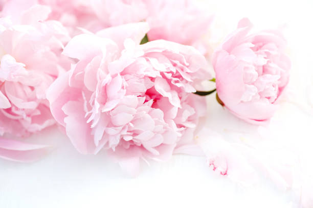 istock Pink peonies in full bloom, elegantly displayed on a white table. A beautiful composition that captures the essence of spring. Top view. 2081562025