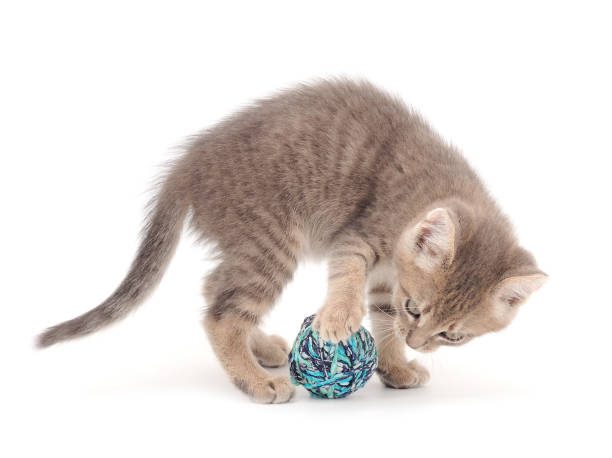 istock Little kitten playing with a ball of yarn. 2081563673