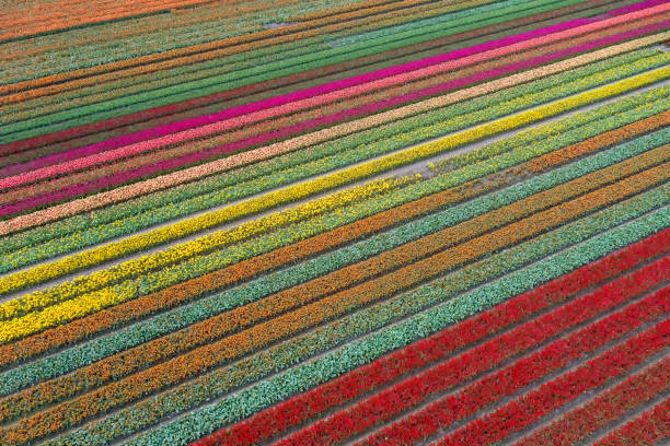 Blooming tulip fields from a bird's eye view in the Netherlands