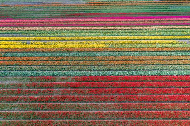 istock Tulip blossom in the Netherlands 2081569931