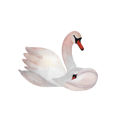 Watercolor white swan and sleeping baby swan Mother child Hand drawn isolated Cute illustration for Mother's day 2024, baby decor 2024, newborn design, logos, postcards, posters Avian Cub Young animal