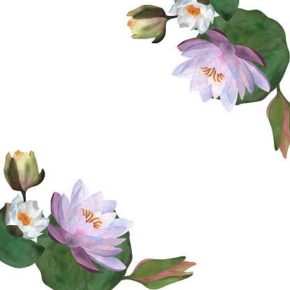 Watercolor waterlilies, leaves buds Floral composition for greeting cards postcards, spa yoga logos, invitations For Mother's day, Women's day 2024, birthday Hand painted botanical illustration