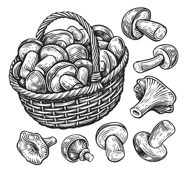 Vector illustration of Hand drawn wicker basket full of mushrooms. Fresh organic food. Sketch vintage vector illustration