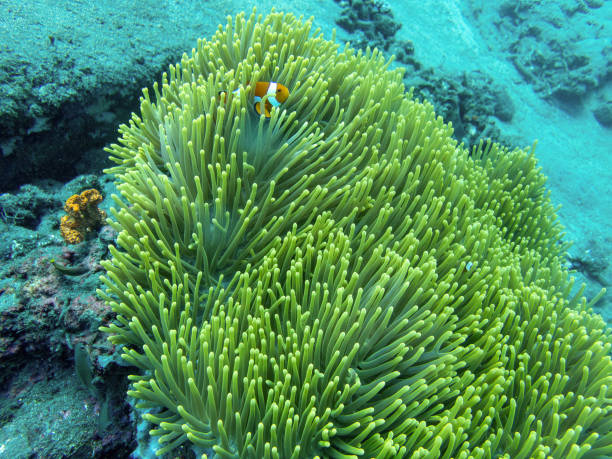 Coral with clownfish during a dive in Bali