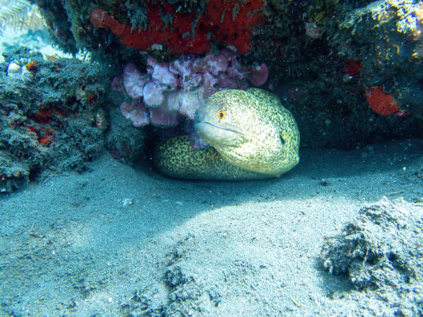 istock Moray eel in the coral reef during a dive in Bali 2081606020