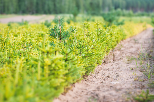 Small fir pine tree growing in a nursery plantation outdoor