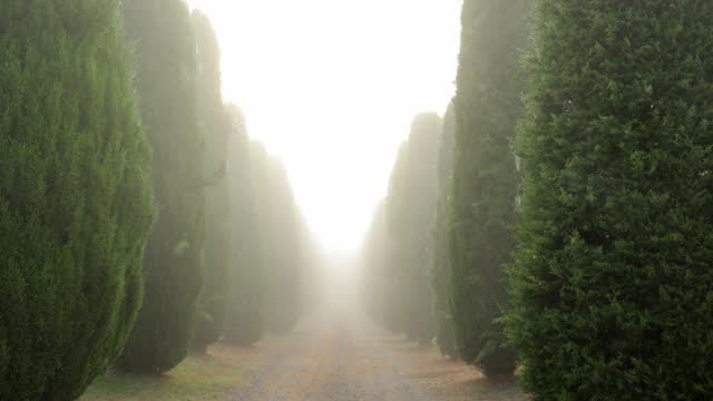 Flying through Cypress trees in fog
