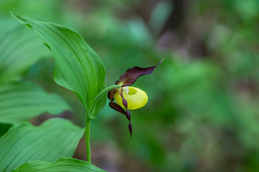 Yellow Lady's slippers orchid (Cypripedium calceolus) flowering in transylvanian nature, Romania