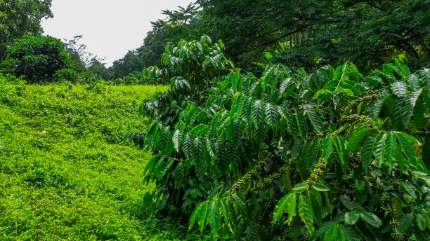 istock View from a coffe tree with beans at a plantation at Sao Tome, Africa 2081628332