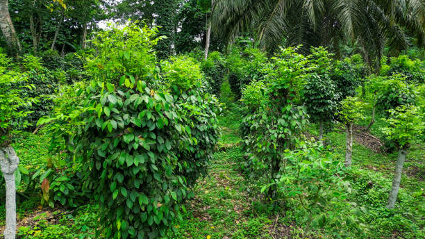 istock A pepper plantation at Ilha do Principe (Prince Island). 2081628865